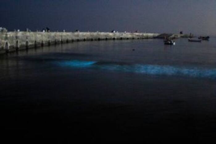 ‘Magical’ Blue Tide Spotted in Mumbai Beaches, Know More About This ...