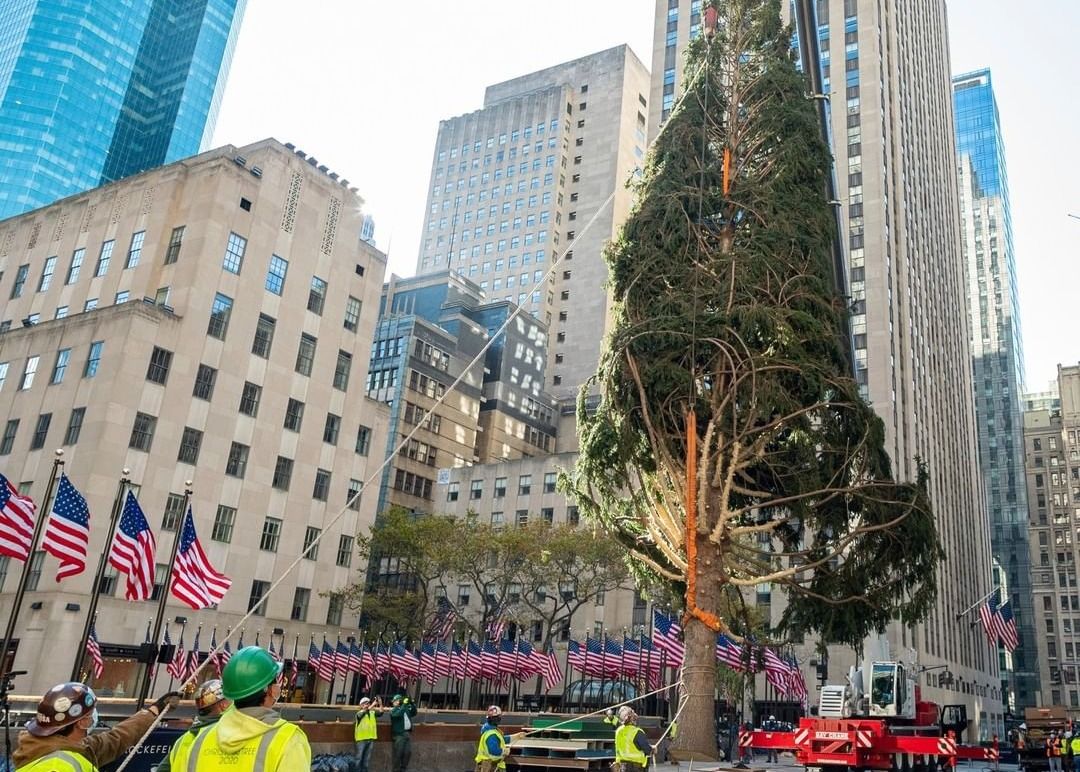 New York City’s 75foottall Rockefeller Center Christmas Tree Goes Up