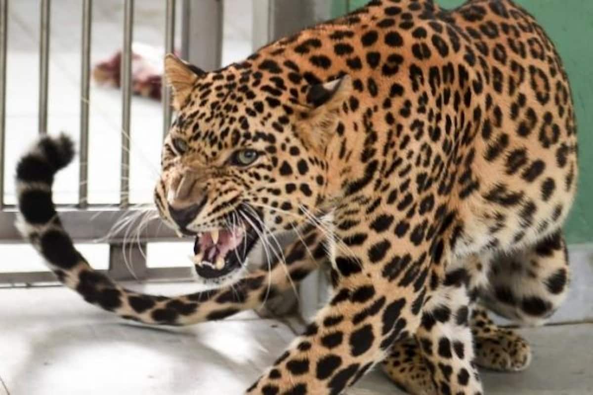 Leopard Strays Into Residential Area in Indore, Triggers Panic And Injures  5 People | WATCH VIDEO