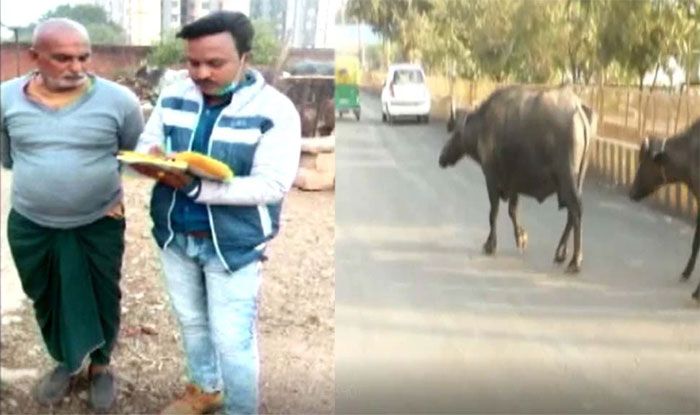 भैंस ने नई सड़क पर किया गोबर