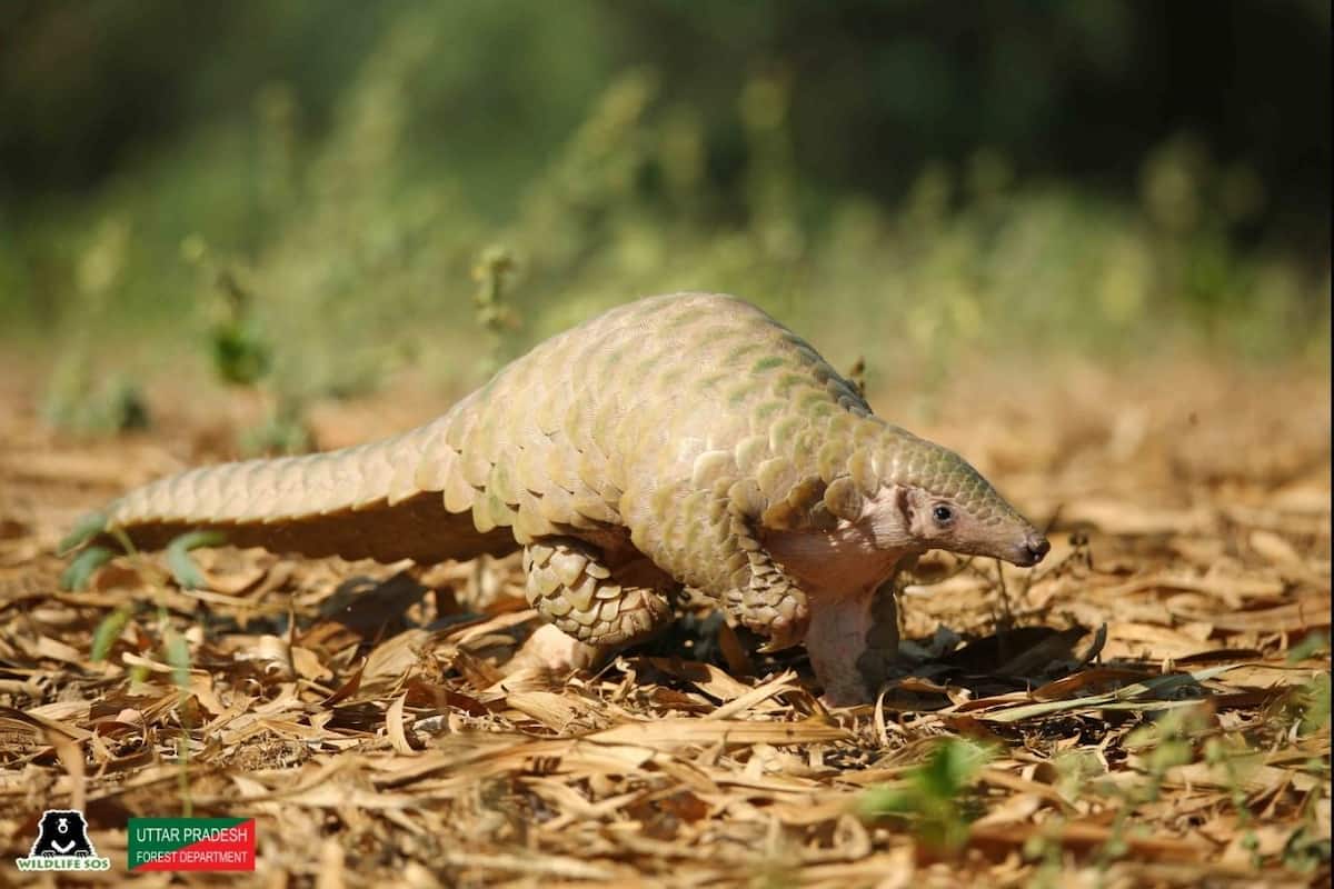 Rare & Endangered Indian Pangolin Rescued Near Agra, Released Back Into Its  Natural Habitat