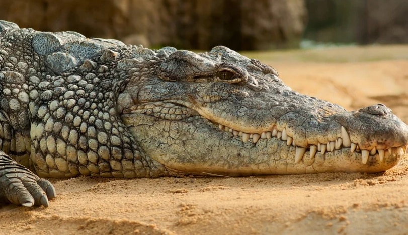 an unwelcome guest kerala family finds giant crocodile lounging in their verandah captured after 3 hours