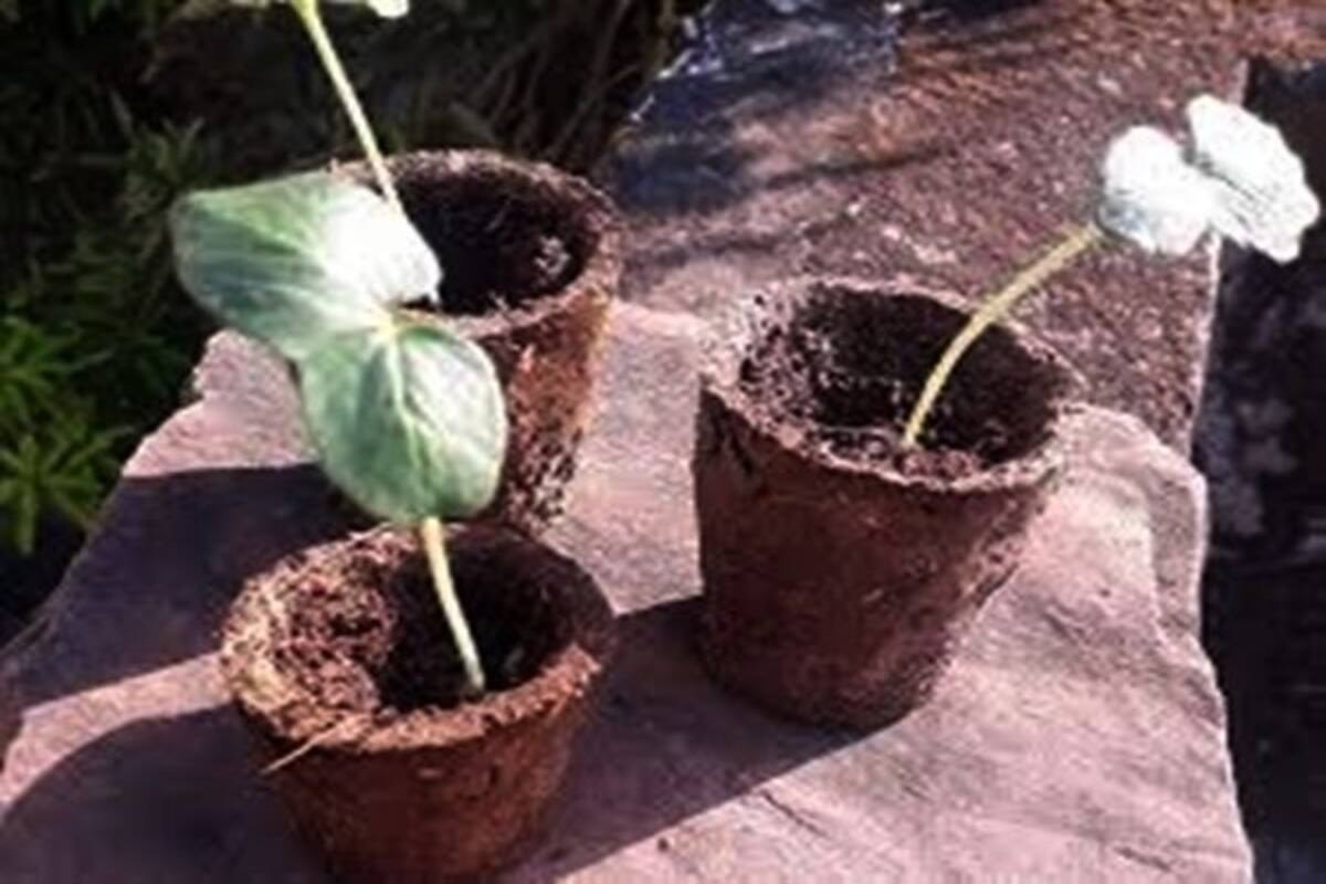 New Initiative: Lucknow to Make Flower Pots From Cow Dung Obtained From Animal  Shelter