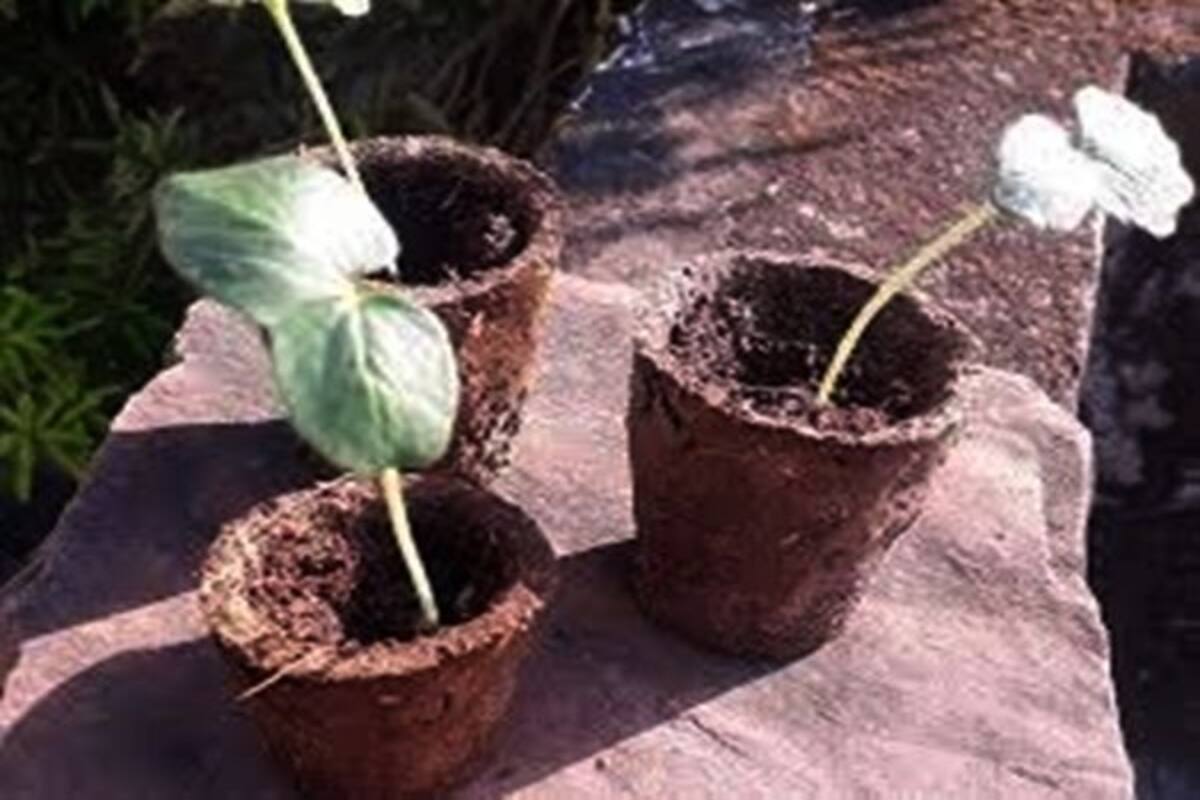 New Initiative: Lucknow to Make Flower Pots From Cow Dung Obtained From Animal Shelter New Initiative: Lucknow to Make Flower Pots From Cow Dung Obtained From Animal Shelter