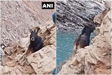 Rare & Shy Himalayan Serow Spotted in Himachal Pradesh's Spiti For The First Time, Pictures Go Viral