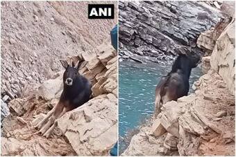Rare Himalayan Serow Spotted in Himachal Pradesh