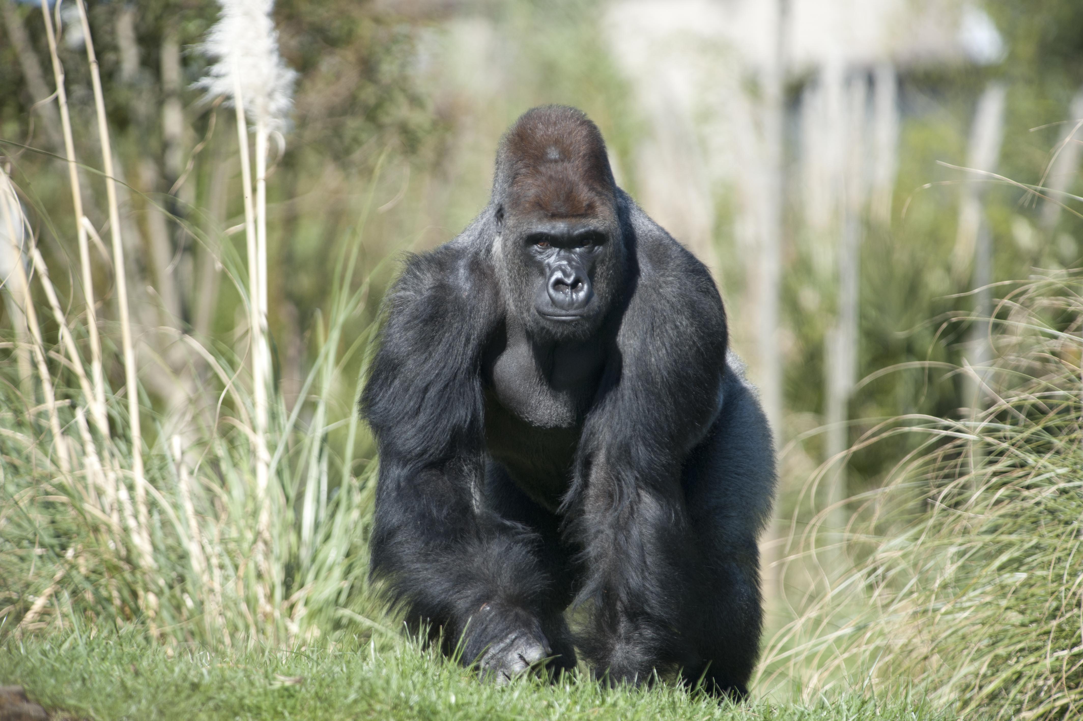 Now, Several Gorillas at US’ San Diego Park Test Positive for ...