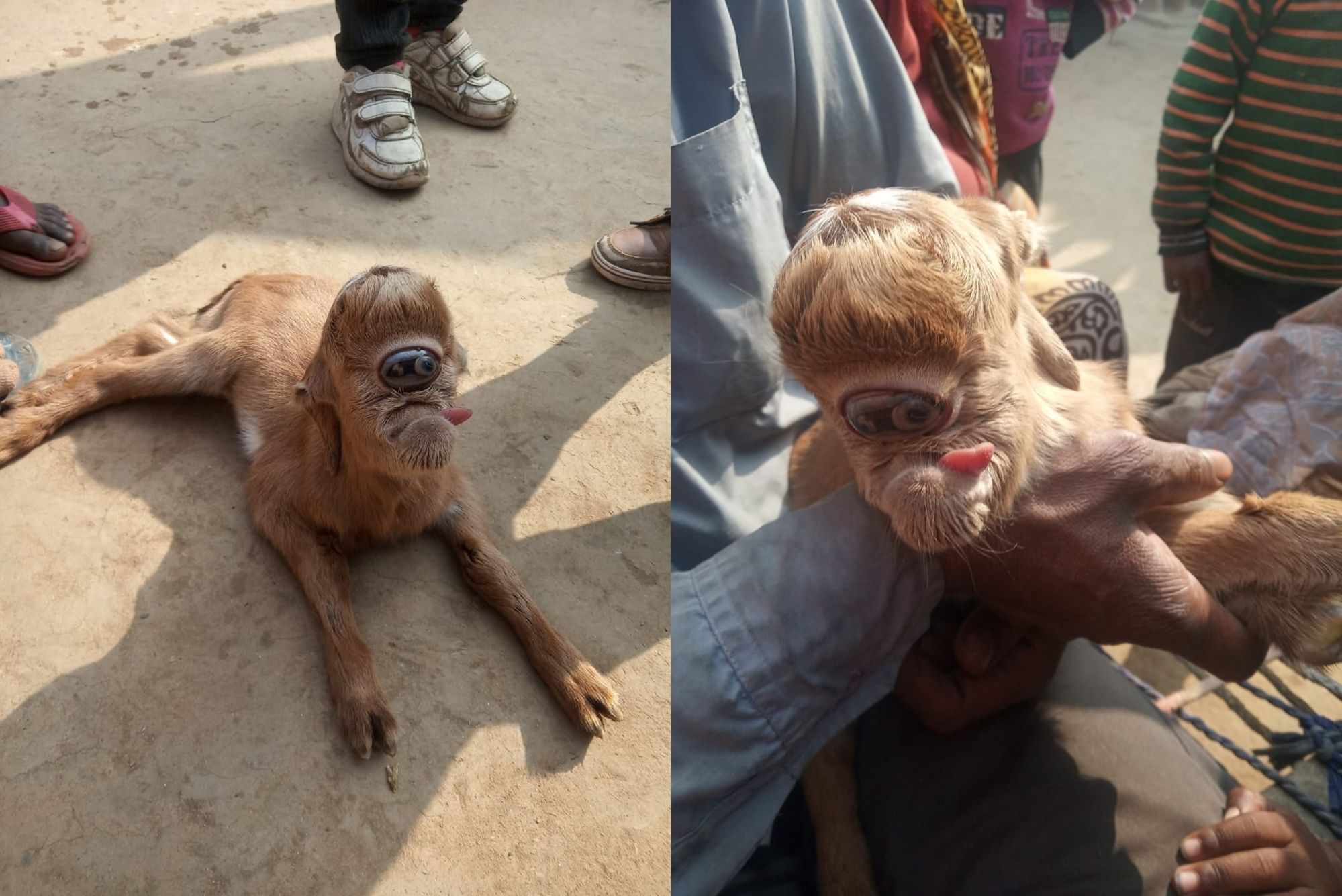 Abnormal Goat Kid Born With Large Eye Socket on Its Forehead, People Flock to UP Village to See It
