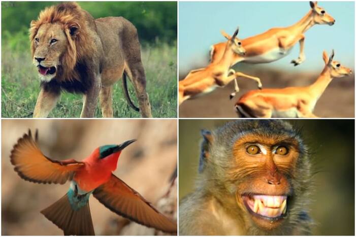 Music Group Creates 'Saare Jahaan Se Achha' Using Sounds of Animals, Video Goes Viral | Watch
