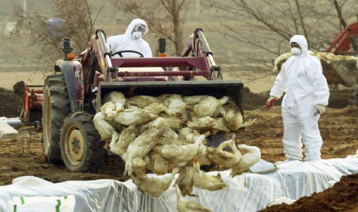 Bird Flu Outbreak: Is it Safe to Consume Meat, Eggs Amidst ...