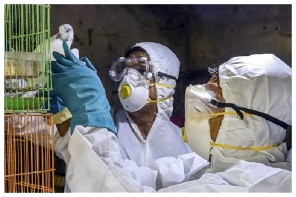 India Reports First Bird Flu Death as 12-Year-Old Boy Dies at AIIMS Delhi