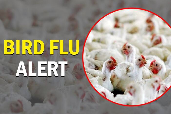 Bird Flu In India Can Avian Influenza Be Transmitted To Humans Is There Any Vaccine Available 