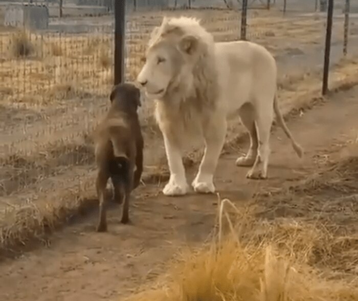 baby lion in hindi