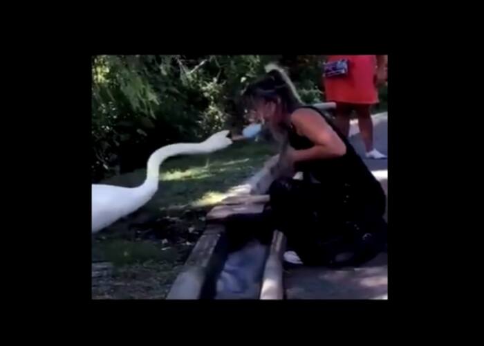 Swan video