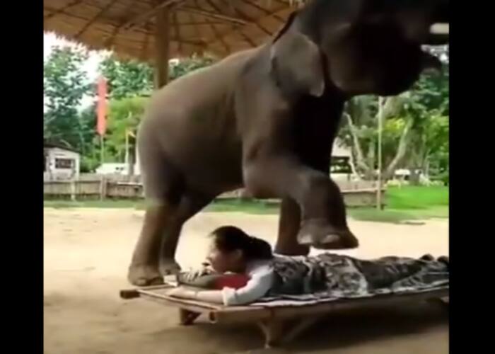 elephant video