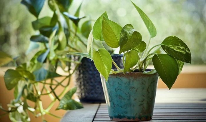 COVID-19 Patients Should Have These Plants at Home to Increase Oxygen Level
