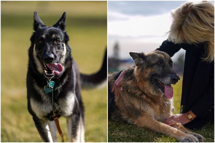 Pets Are Back! First Dogs Champ & Major Officially Move in to White House, Pictures Go Viral