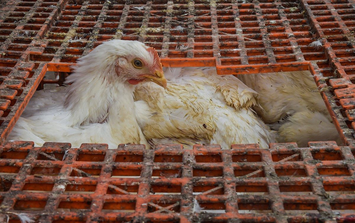 Bird Flu In Poultry Confirmed In 5 States So Far Culling Operations On 