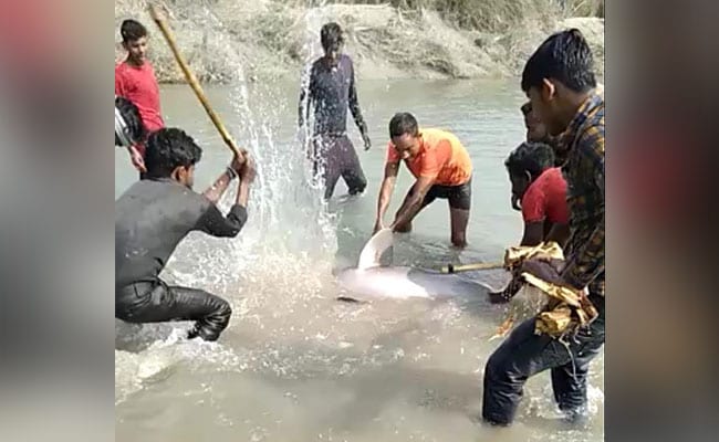 Screengrab from the viral video of several men beating the dolphin with sticks and axes.