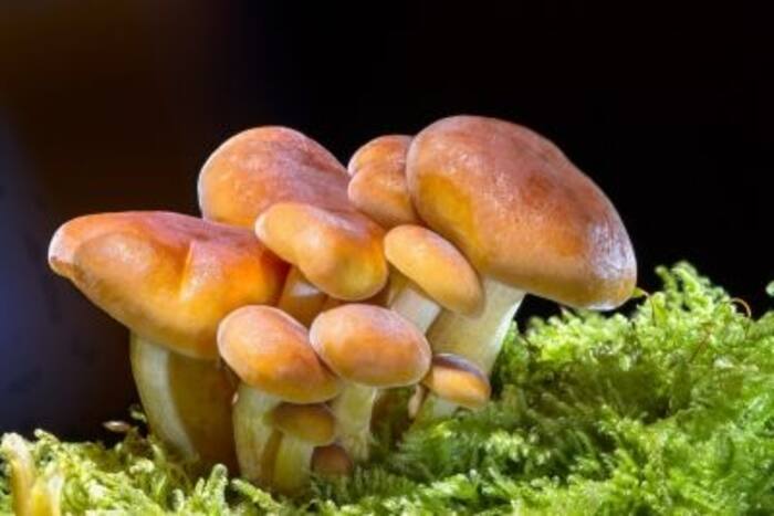 Man Injects Magic Mushroom Tea Into His Vein, Survives Near-death Experience