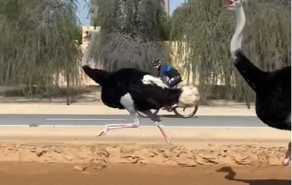 Watch: Dubai Crown Prince Sheikh Hamdan 'Races' Against Ostriches on his Cycle