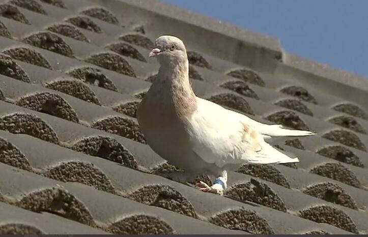 US Racing Pigeon That Survived 13,000 km Journey to Face Euthanasia in Australia