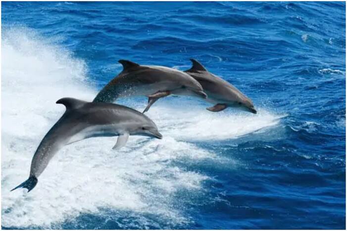The dolphin was allegedly