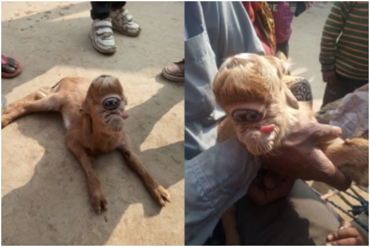 Goat born with 'Third Eye': माथे पर 'तीसरी आँख' लेकर जन्मा बकरी का बच्चा, लोग मान रहे भगवान शिव का अवतार