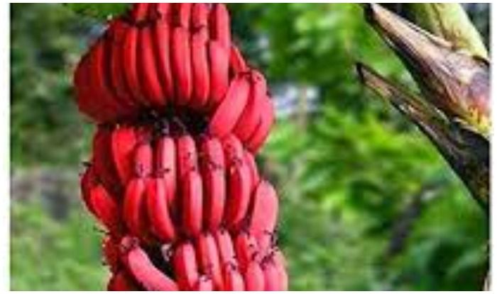 Red Banana Health Benefits: पीले नहीं अब करें लाल केले का सेवन, होश उड़ा देंगे इसके फायदे