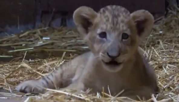 Singapore Zoo Welcomes Country's First Artificially Conceived Lion Cub Named 'Simba' | Watch