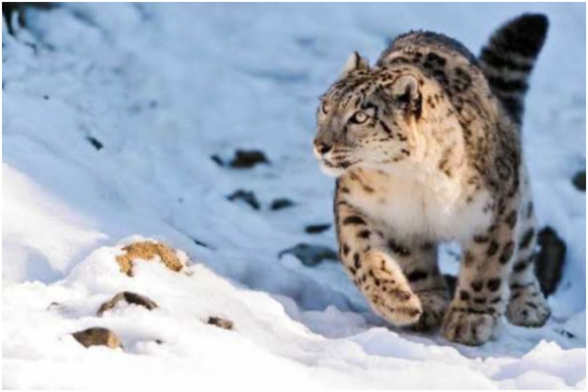 Uttarakhand Geared Up to Engage in Host to Very first-ever Snow Leopard Tours, All You Want to Know