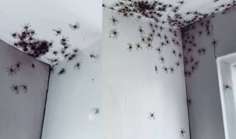Mother Gets Shock of Her Life, Finds Dozens of Spiders in Her Daughter's Bedroom | WATCH