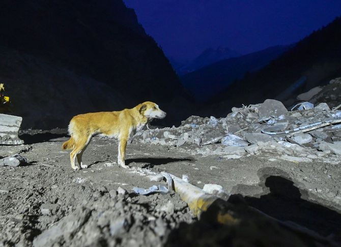 The Endless Wait: Dog Searches For Her Lost Puppies in ...