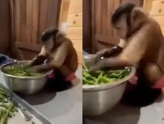 Monkey cuts vegetables