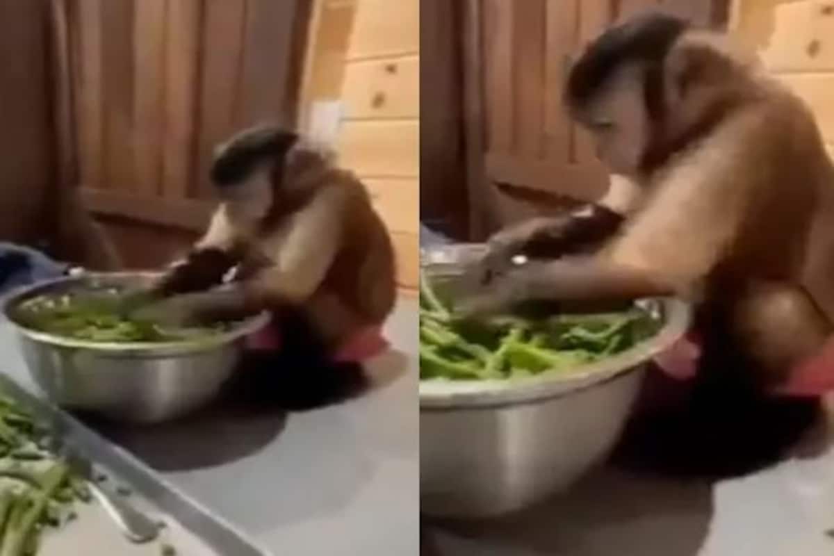 Image result for Cute Monkey Helps Woman in Cutting Vegetables, Netizens Are Amused | Watch