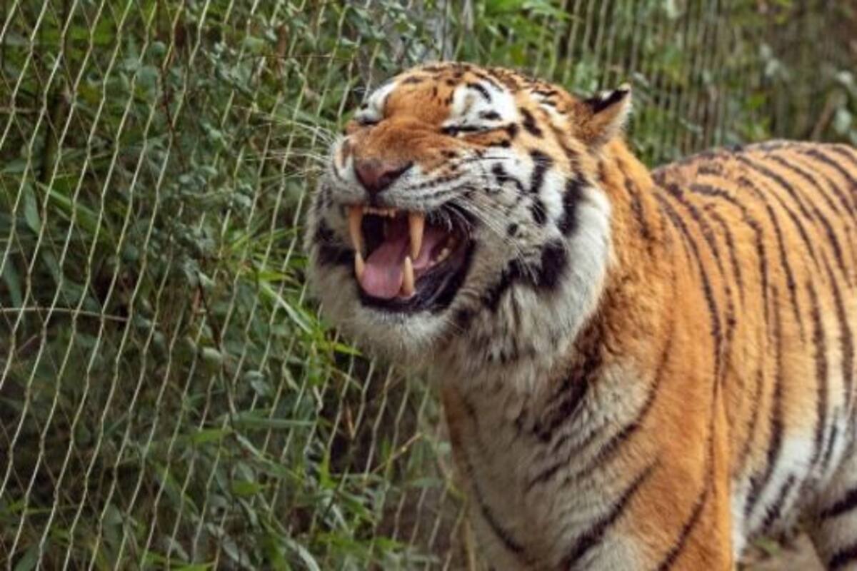 Tiger Ko Bhi Hoti Hai Gudgudi? This Amazing Video Shows Tiger ...