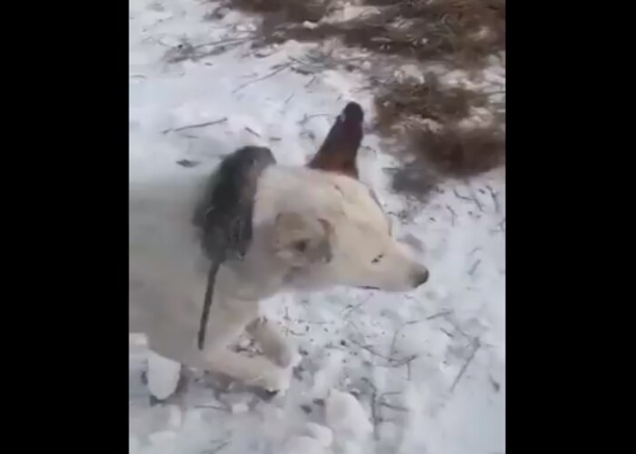 Animal Freeze Video Viral 51 Animal freeze video viral 51
