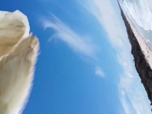 'Nature Wins': Eagle Plucks a Drone Out of The Sky & Flies Off With It, Video Amuses Netizens | Watch