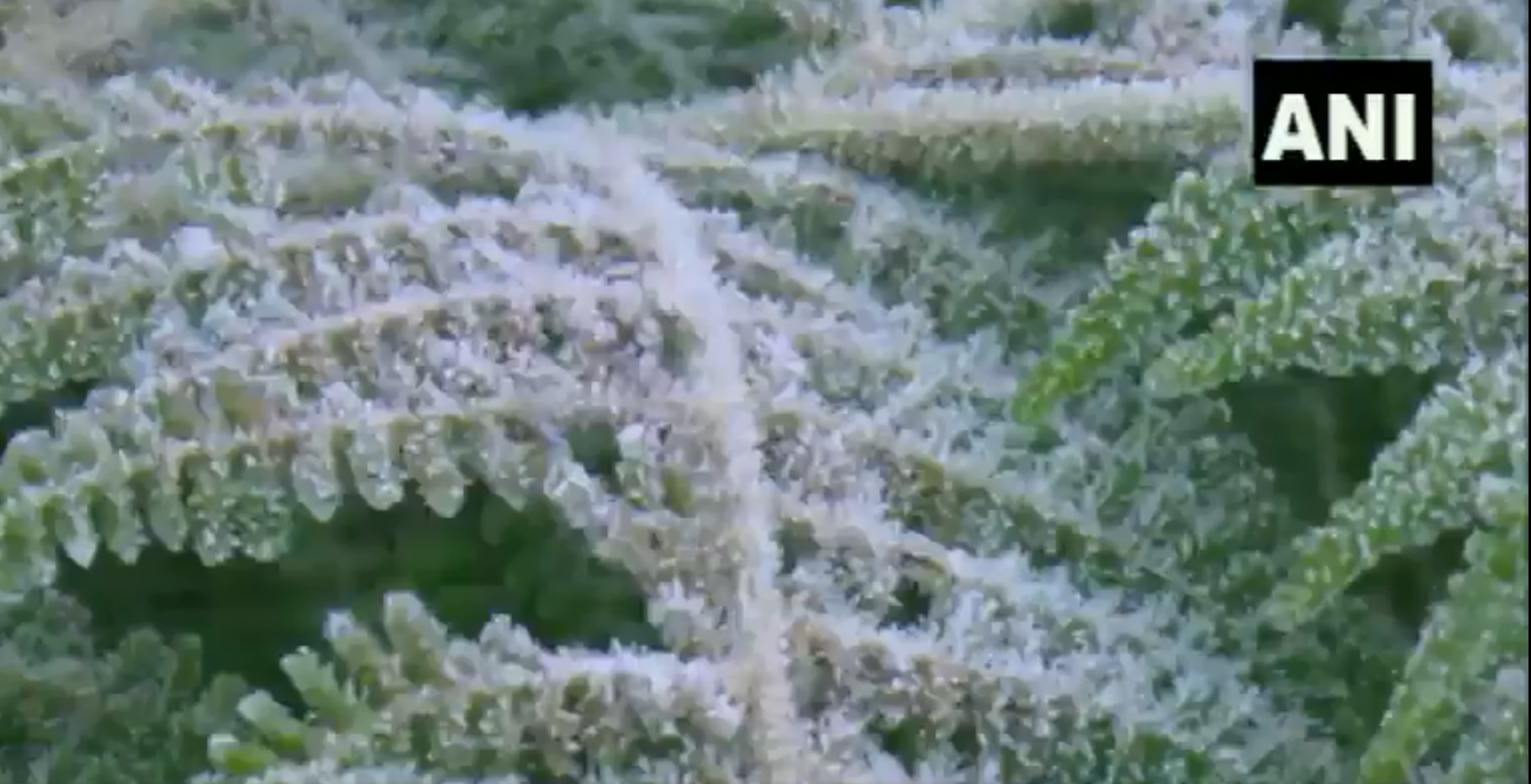 VIDEO Layer of Frost Covers Plants & Grass in Munnar as VIDEO Layer of Frost Covers Plants & Grass in Munnar as
