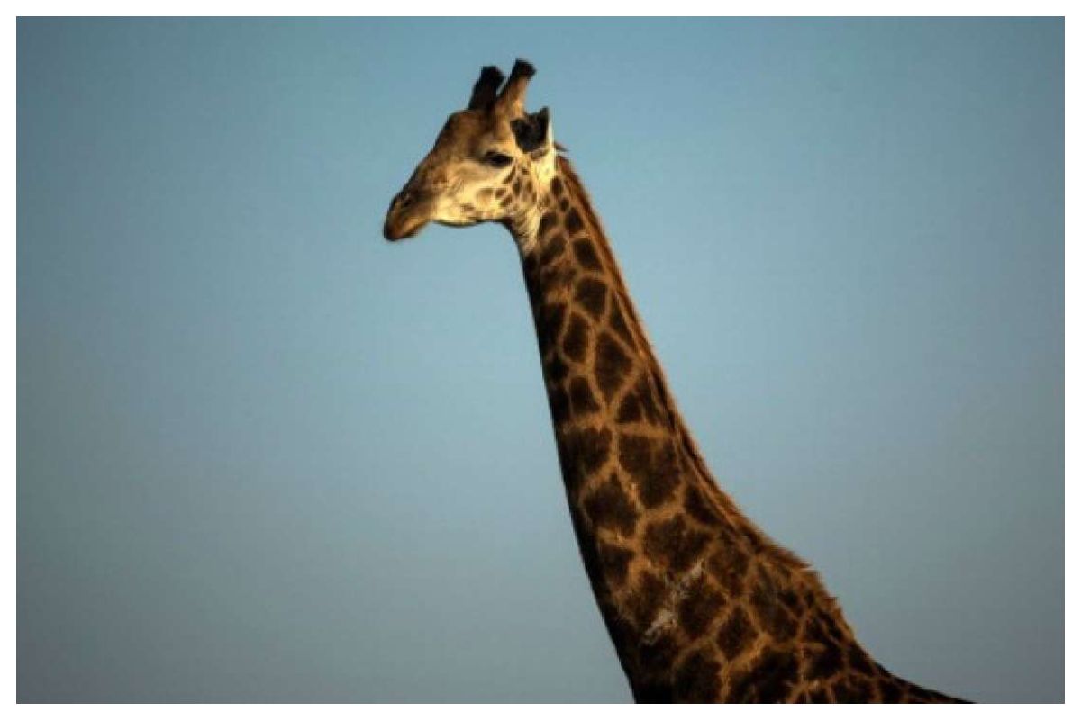 3 Rare Rothschild's Giraffe Die Of Electrocution in Kenya