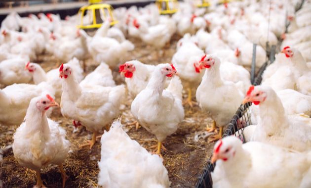 China Reports World's First Ever Human Infection of H10N1 Bird Flu