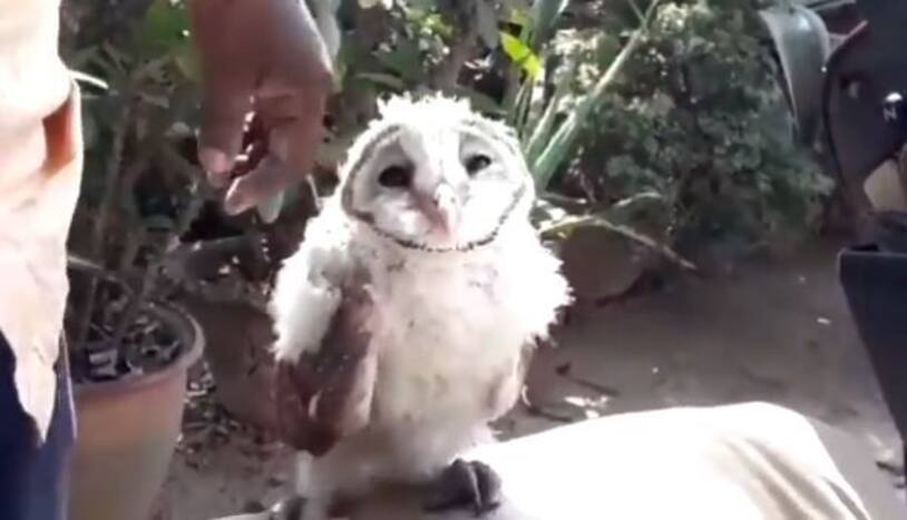 Man Rescues Injured Owl And Nurses it Back to Health, Earns Praises Online as Heartwarming Video Goes Viral