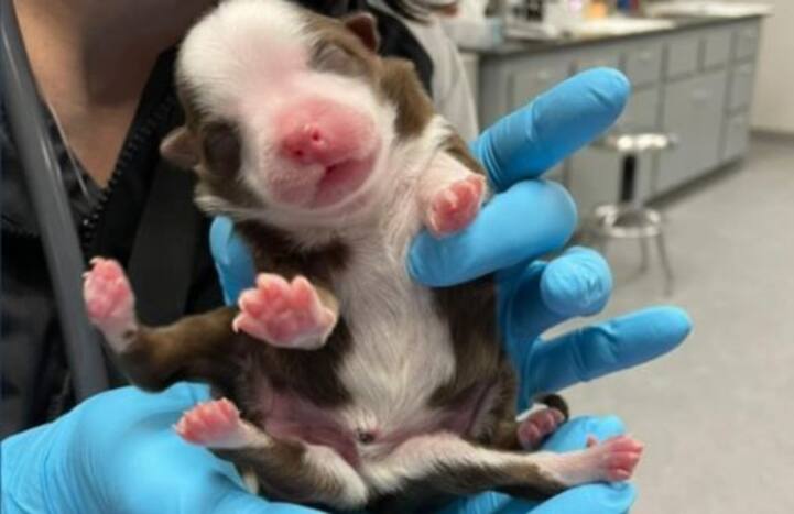 A Miracle Named 'Skipper': Puppy Born With Six Legs And Two Tails, Beats Odds to Survive