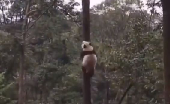 We Promise this Super Cute Video of a Panda Joyfully Climbing a Tree is the Best Thing on Internet Today