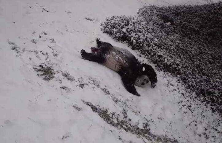 Pure Panda Joy! This Adorable Video of Two Pandas Sliding and Rolling in Snow Will Make Your Day | Watch