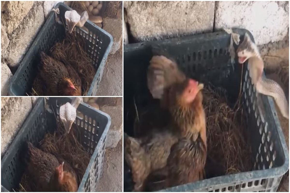 Hen Snake Fight खतरनाक सांप से क्यों भिड़ गई ये मुर्गी, Viral Video