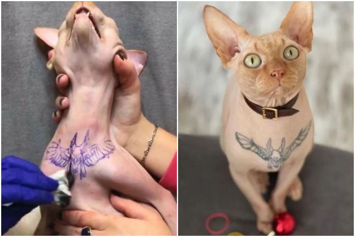Woman Gets Her Hairless Cat a Tattoo, Viral Pic Sparks Outrage Among Animal  Lovers