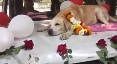 Sniffer Dog 'Spike' Part Of Nashik Bomb Squad Given Heartwarming Farewell. Watch Video