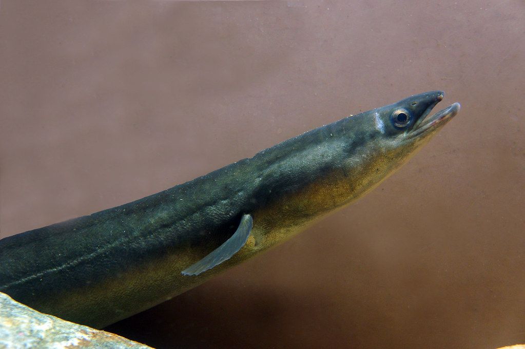 Eel Gets Second Chance at Life After Emergency Surgery in Kerala Zoo