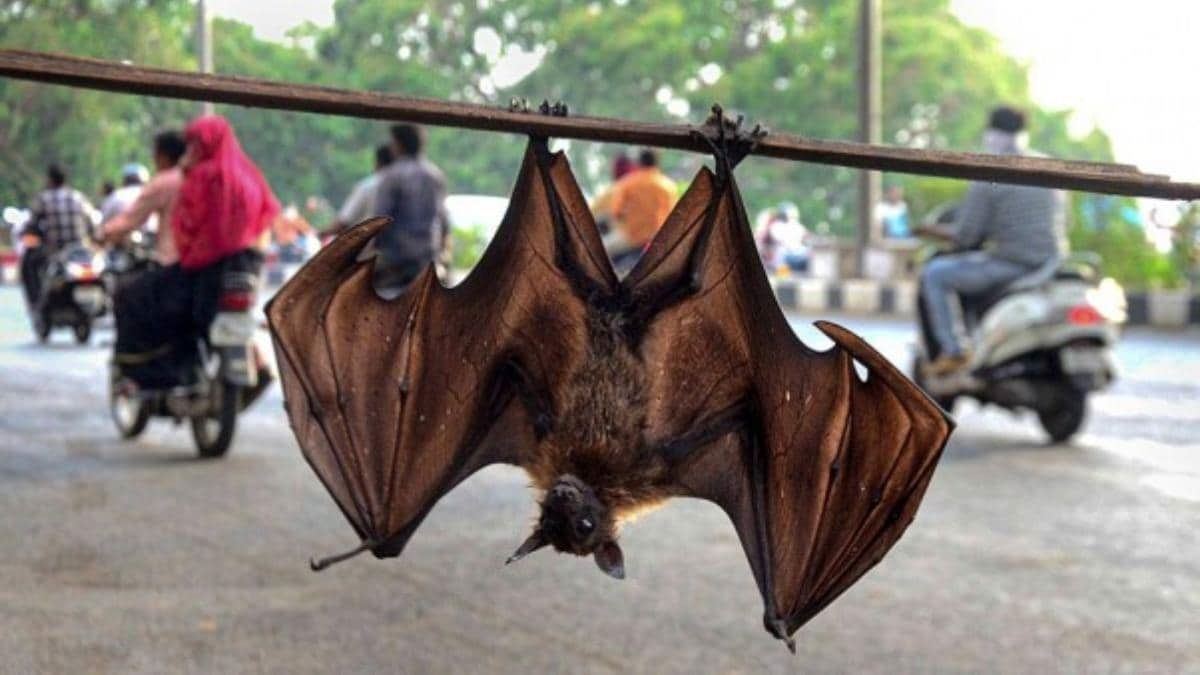 bats coronavirus PTI photo